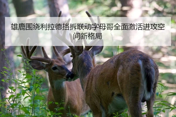 雄鹿围绕利拉德挡拆联动字母哥全面激活进攻空间新格局